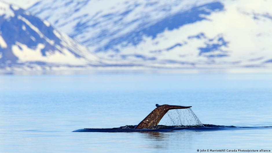 'Marine unicorns' aren't loving Arctic noise