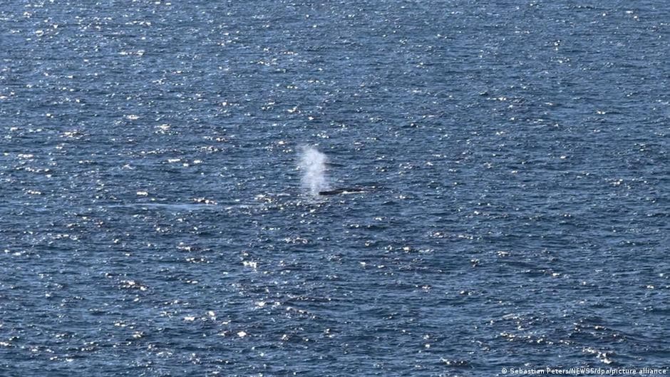 Dead whale spotted off the coast of Denmark