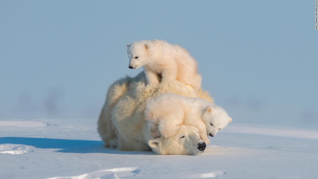 These are the animals people most want to see photographed