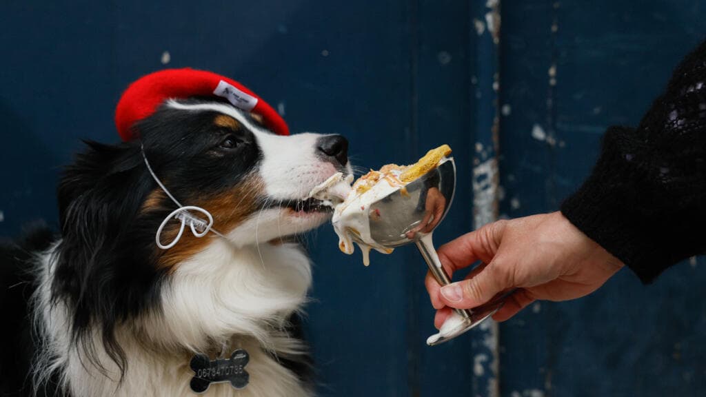 Bone appétit: Paris dogs lap up treats at canine-friendly cafés