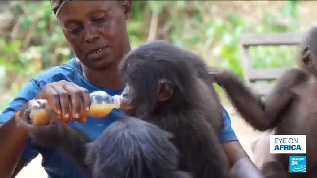From poachers to refuge: The world's only bonobo orphanage is hidden in DR Congo